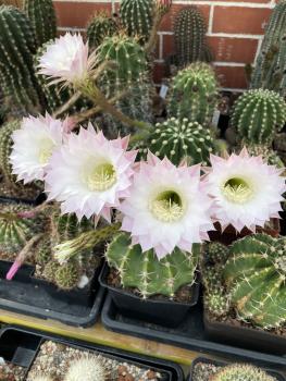 Echinopsis Hybr. rosa